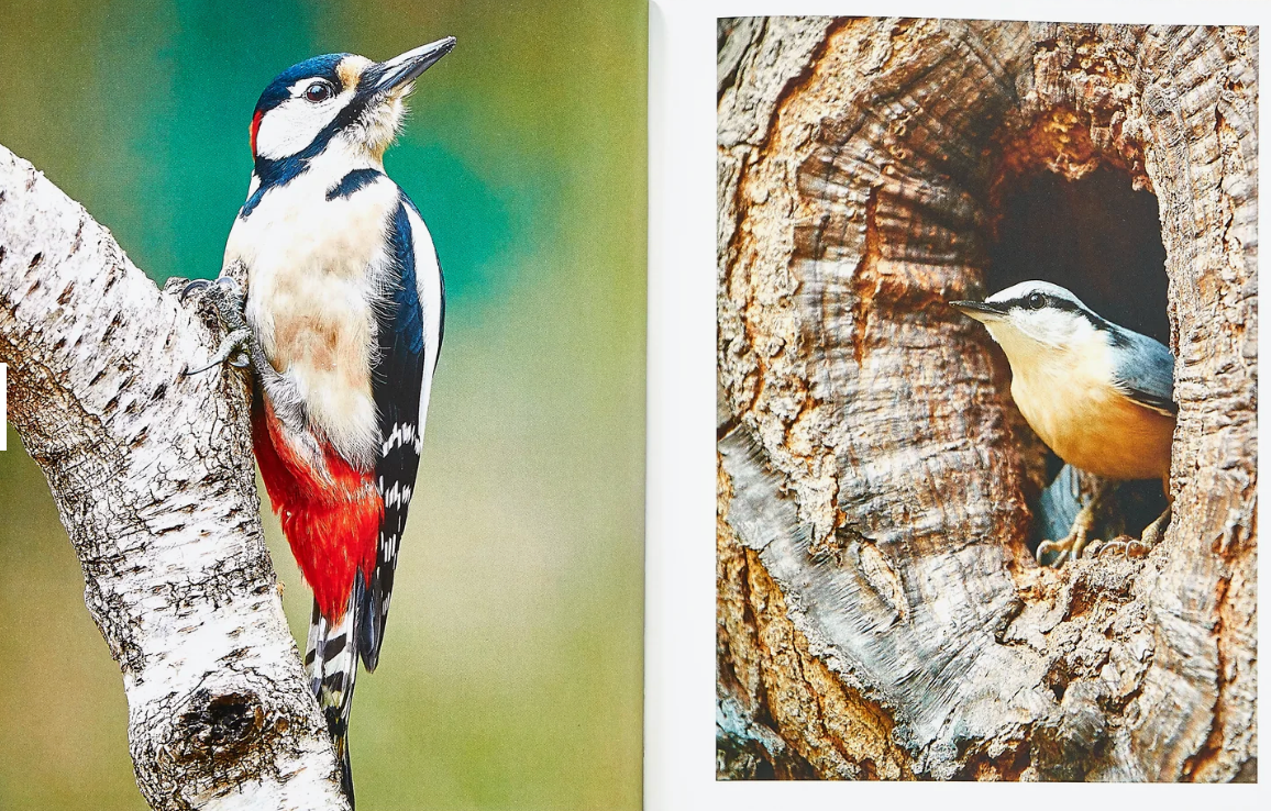 Hidden Life of Trees