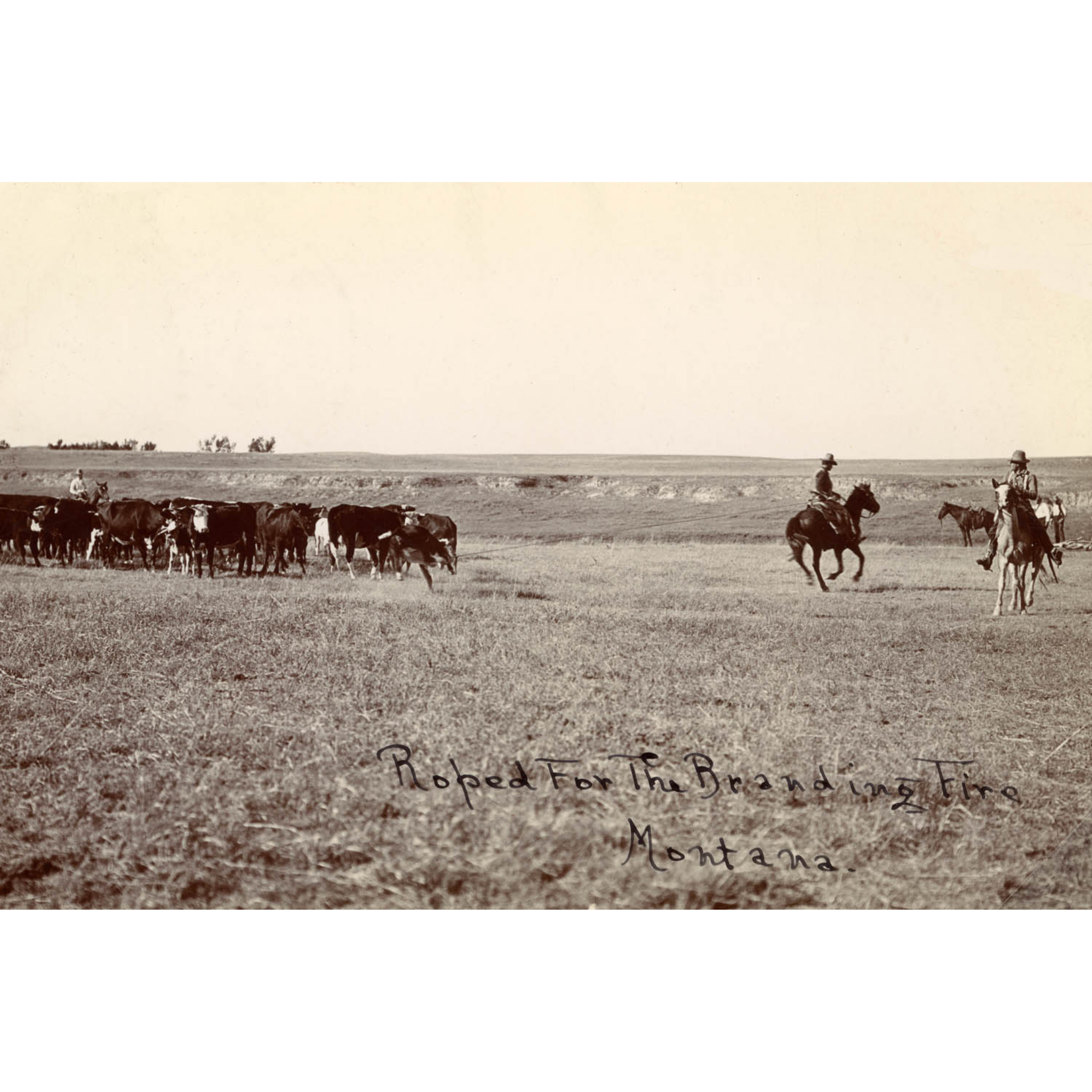 Montana Cowboys Branding in Eastern Montana - 1890 Evelyn Cameron Photograph