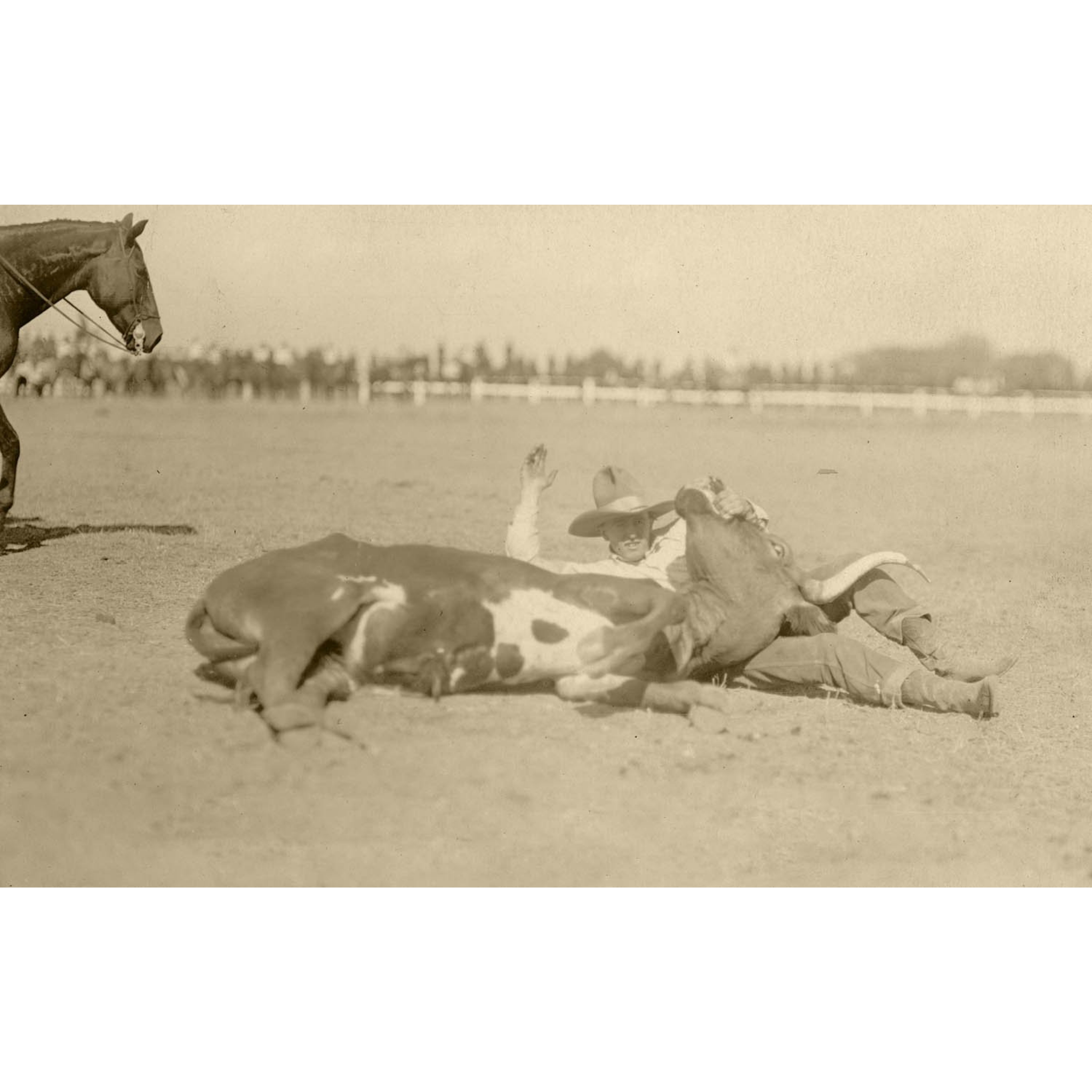 Rodeo Cowboys 11 - Cowboy Bulldogging - ca. 1916 Photograph