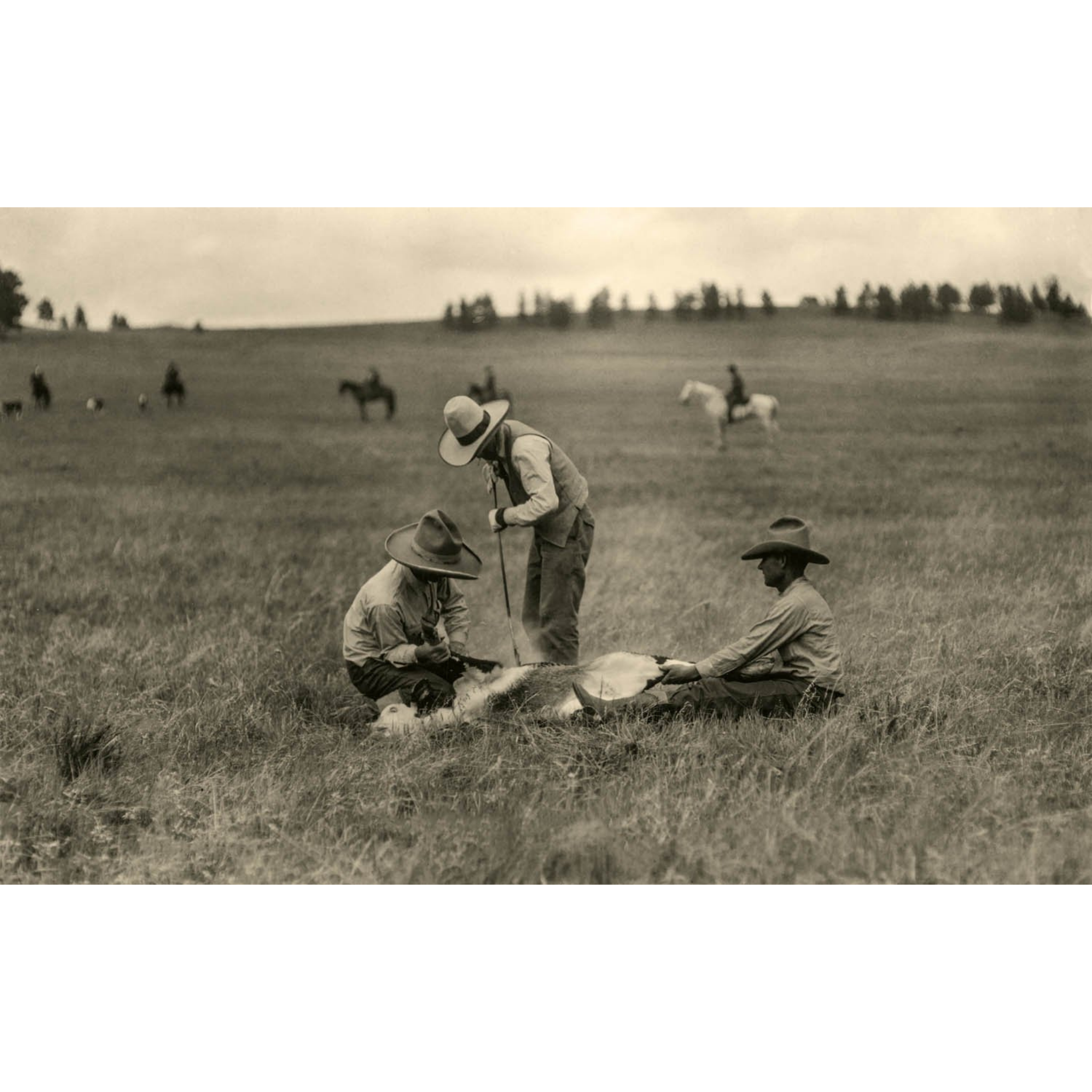Bones Ranch: Branding Cattle on the Range - ca. 1930 Photograph
