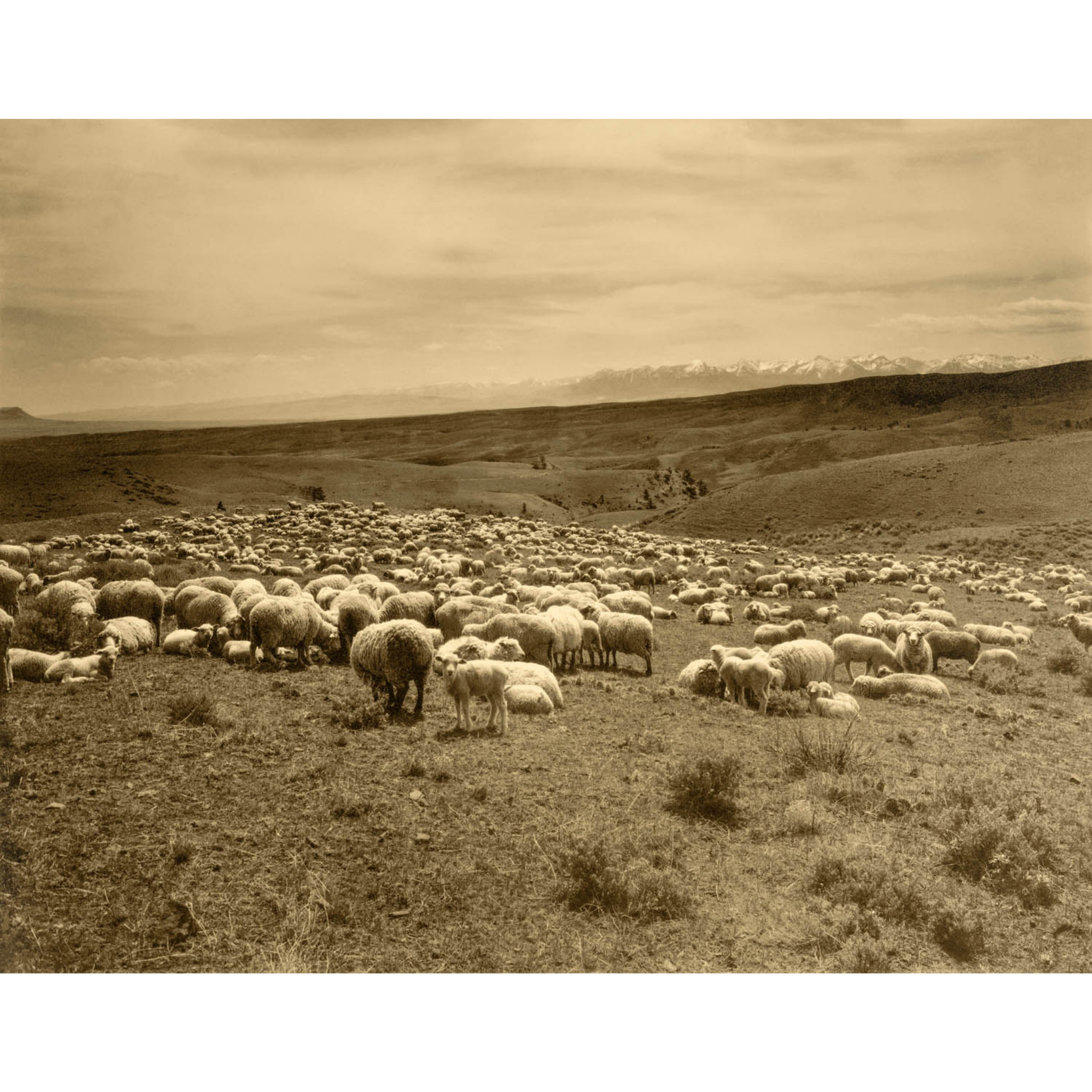 Albert Schlechten - 1910 - Sheep near Wilsall