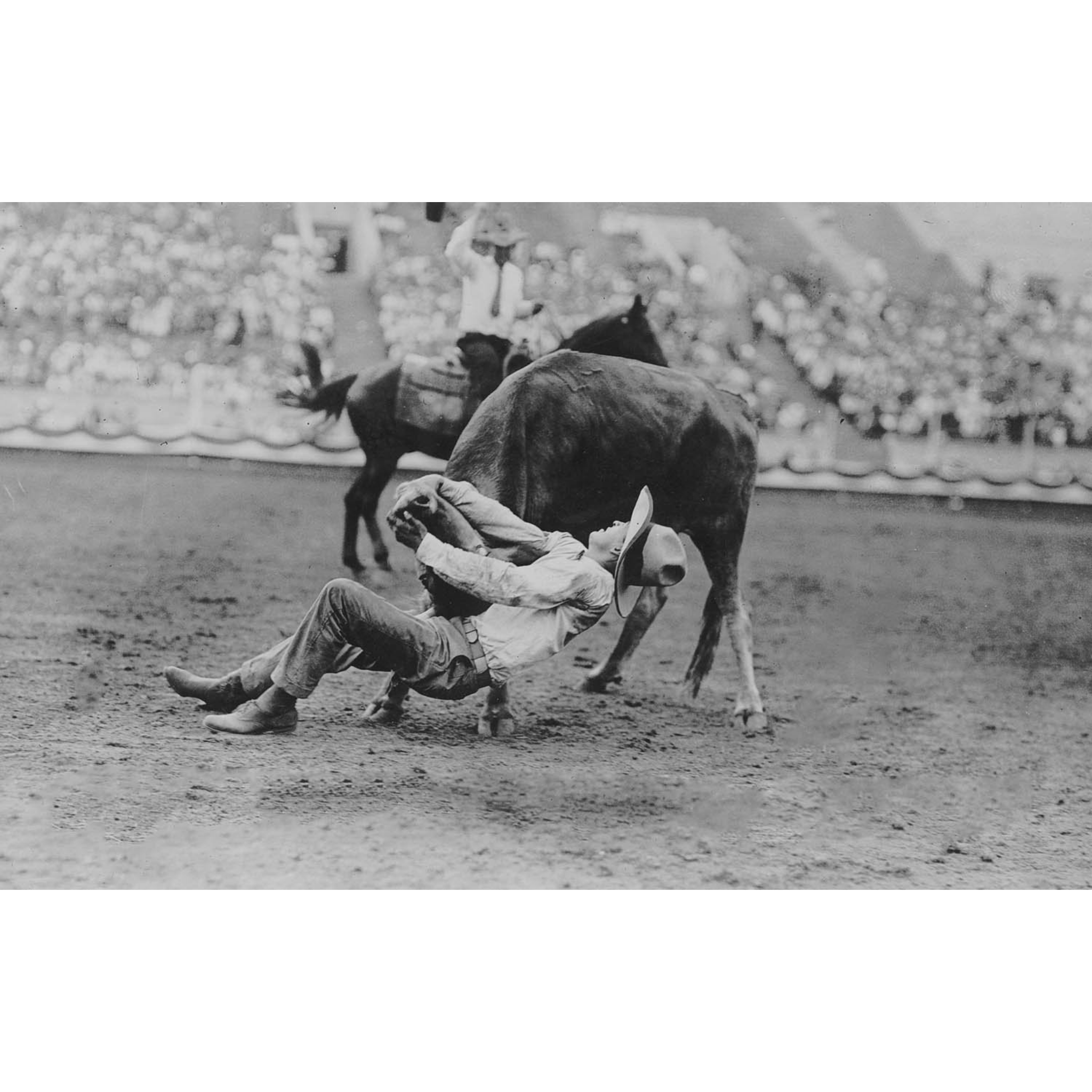 Rodeo Cowboys 10 - Cowboy Bulldogging - ca. 1916 Photograph