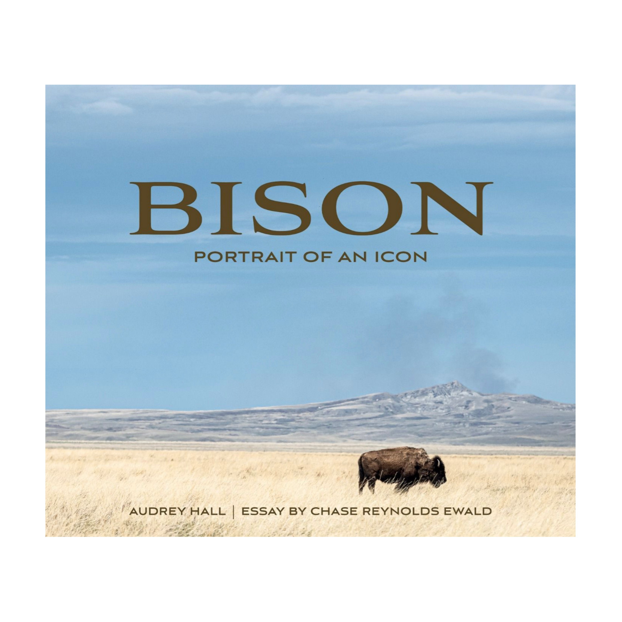 Bison:  Portrait of an Icon