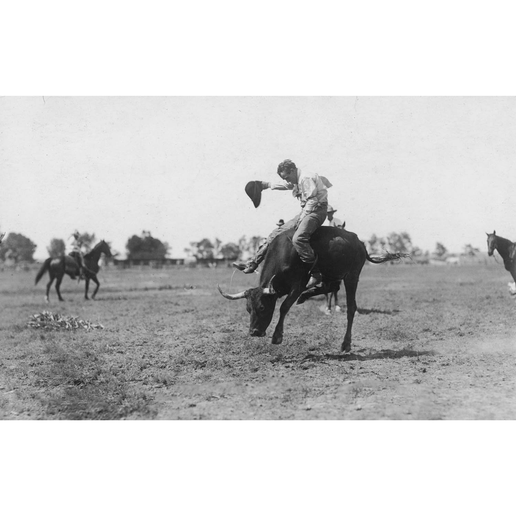 Rodeo Cowboys 13 - Riding Steer - ca. 1916 Photograph