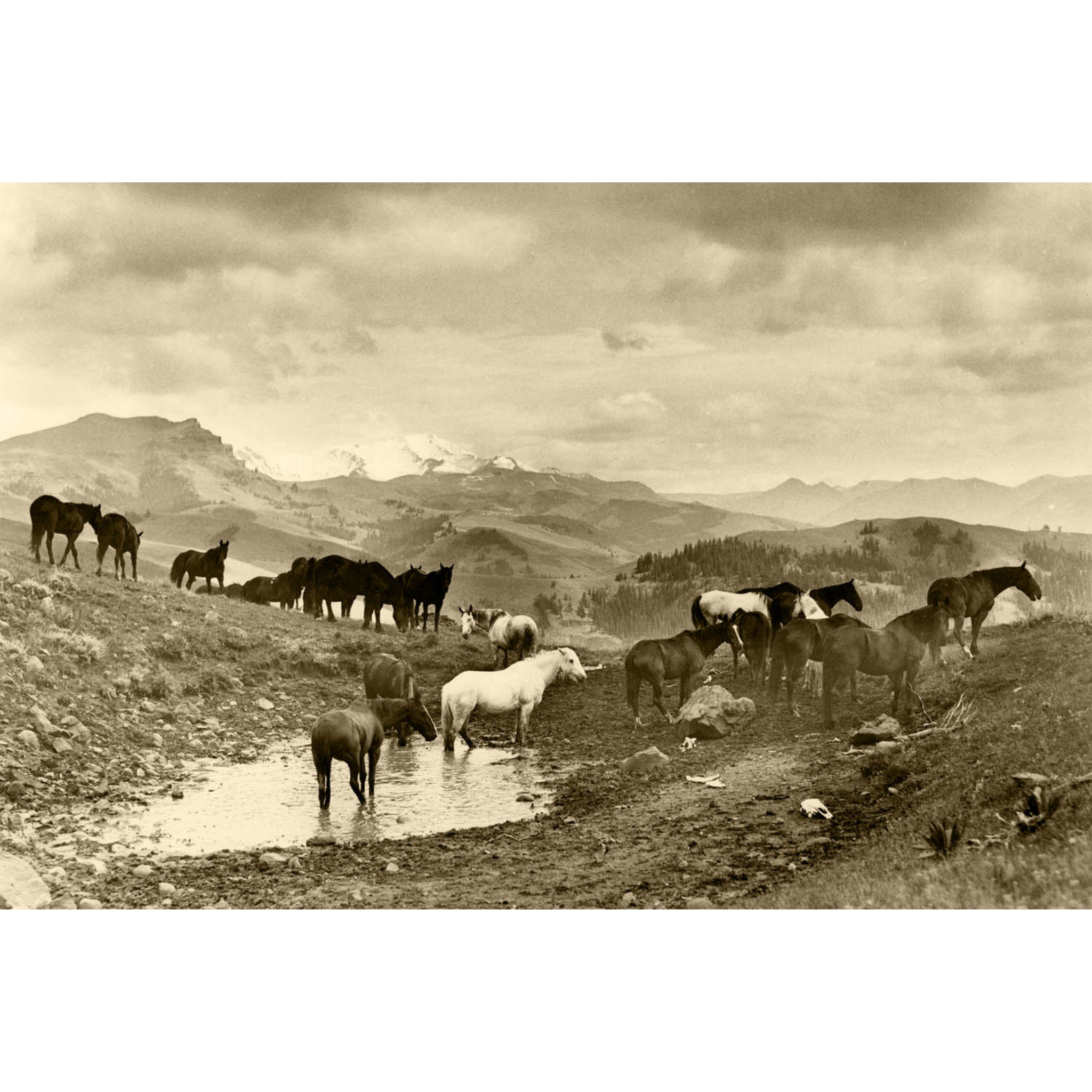 Herd of Horses in the Big Horn Mountains - 1935 Charles Belden Photograph
