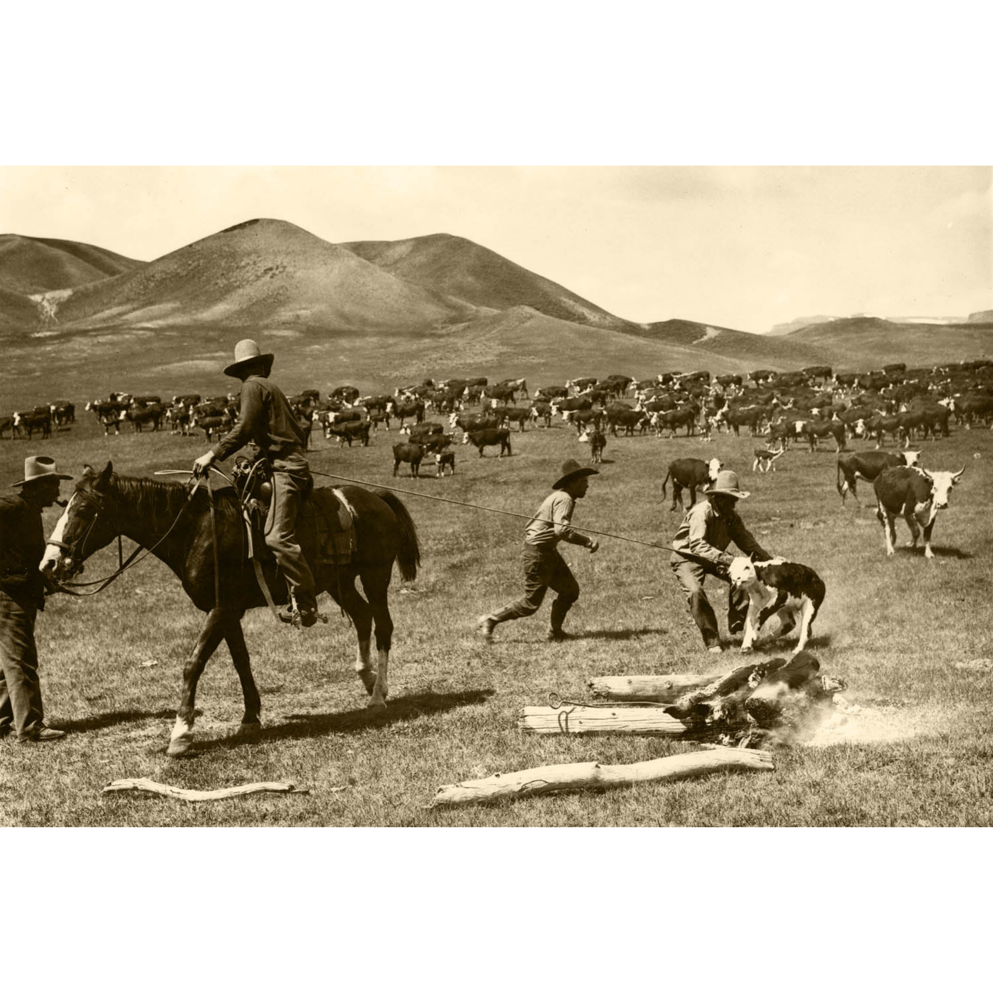 Branding Cattle in the Big Horn Mountains - 1935 Charles Belden Photograph